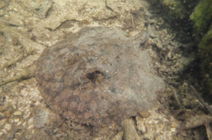 P. wallacei, the 'cururu' or Rio Negro hystrix, in its natural habitat
