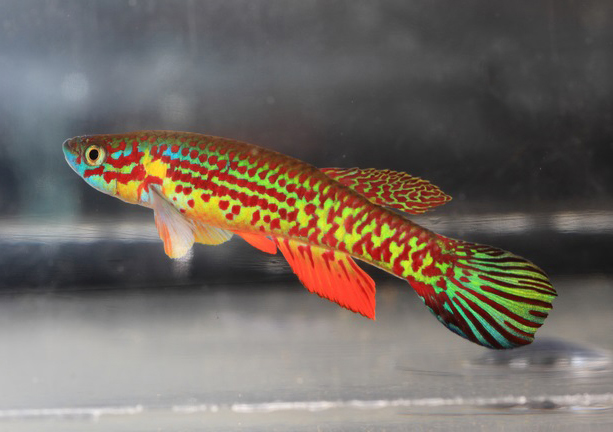 Aphyosemion bochtleri male in the AKA fish show.