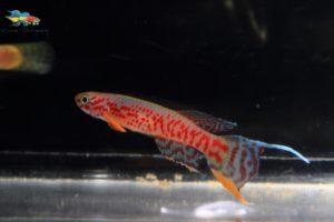 Aphyosemion campomaanense ABK 2007-181