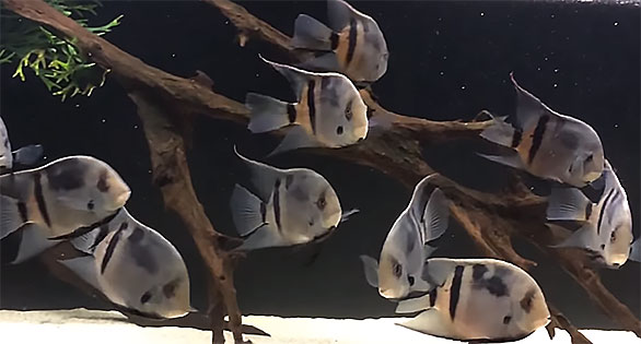 Move over Uaru amphiacanthoides, you're now just a cheap version of the Panda Uaru (Uaru fernandezyepezi) - screencapture from video by Rootlier - watch below.