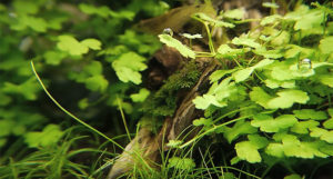 Amano Shrimp, Caridina japonica, prove that you dont' need gaudy invertebrates in your aquarium. These let the small, sometimes cryptic but brightly colored fish selections steal the show!