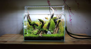 A snapshot of Ray Motomaya's ever-evolving Planted Aquarium; an ADA Mini L, 32 liter tank light by an ADA Aquasky 451. It's filtered with an Eheim 2213, and receives CO2 and is fertilized with the EI (Estimative index) dosing method.