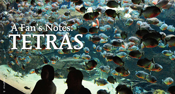 AMAZONAS “Tetras to Discover” Issue Inside Look