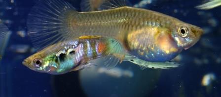 Welcome to the World of Modern Guppy Breeding
