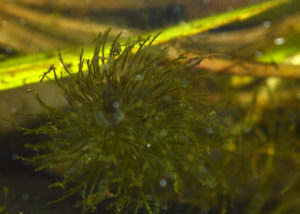Close examination of this Hornwort spring will reveal a well-camouflaged baby Betta mahachaiensis.