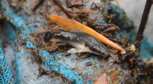 This lone Otocinclus wound up being the sole survivor in the shallow pond.