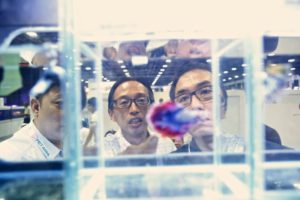 A male betta assessed by onlookers.
