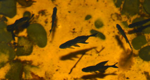 A closeup look at the Black Phantom Tetras in the shelf container pond; females can be differentiated from above by their shorter fins and red pelvic & ventral fins.