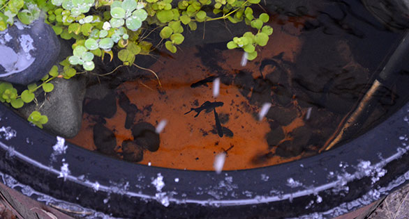 Tropical Outdoor Whiskey Barrel Ponds, Part III