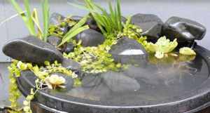 Aquascaping the shelf pond.