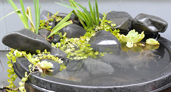 Tropical Outdoor Whiskey Barrel Ponds, Part II
