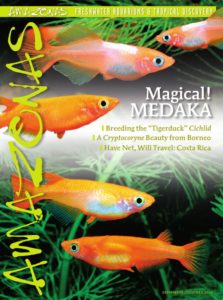 It's in the mail: cover of AMAZONAS Magazine, Volume 5, Number 5. On the cover: Lamp Eye Congo Tetras, New cultivated forms of Japanese Ricefish, Oryzias latipes, images by Fumitoshi Mori.
