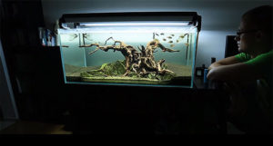 Norbert Sabat and "Dead Tree"
