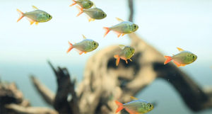 Columbian Tetras are a focal point in Norbert Sabat's aquascape.