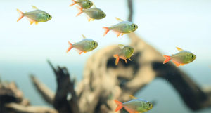 Columbian Tetras, Hyphessobrycon columbianus, are a focal point in Norbert Sabat's aquascape.