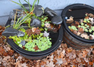 Leaves...yes they're a real problem for your container pond in the fall!