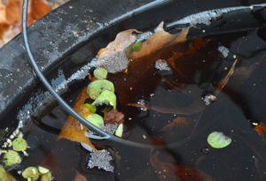 Are these bubbles part of a nest being constructed by my male Mahachaiensis?