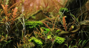 Still taken from the film October Twilight by Norbert Sabat, featuring the aquascaping of Piotr Dymowski