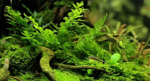 Another beautiful perspective is offered in the film October Twilight by Norbert Sabat, featuring the aquascaping of Piotr Dymowski