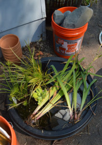 Hardly a thing of beauty, but plants and water in a shallow whisky barrel liner turned into a pond I'd run all season!