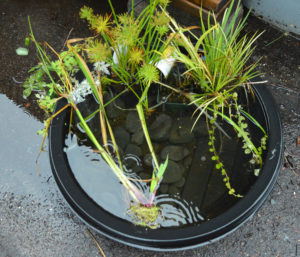 The Shallow Pond as it "started out" in early August.