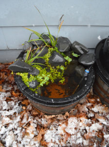 My last container pond is about to get snowed-in unless I break it down!