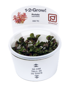 Tropica's 1-2-Grow! line of tissue cultured aquarium plants. Image credit: Tropica