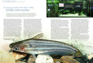 Mikro Brüger and Lutz Fisher report on "The chance breeding of the Silver Catfish, Schilbe intermedius", at the Klimahause Bremerhaven in Bremerhaven, Germany.