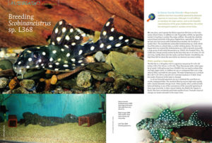 Scobiancistrus are challenging loricariid catfishes to breed in captivity, but Rajanta Sinardja Rahardja has been having success. Learn more about his breeding of Scobiancistrus sp. L368.