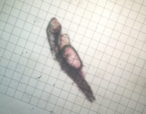 The prolarva of Monodactylus sebae, 12 hours post hatch. Image courtesy FishEye Aquaculture.
