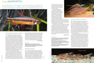 This issue’s “Species Snapshots” examines the a new Cherry Red Tetra (Alestopetersius brichardi), the related Alestopetersius nigropterus, an African catfish that can be found in Lake Malawi going by the name Chiloglanis sp. "Senga Bay", a beautiful African tetra called Phenocogrammus sp. "Lefini", the Paragua Torrent Tetra (Piabarchus torrenticola), and a Tanganyikan cichlid from Congo that's similar to the commonly seen Neolamprologus caudopunctatus—Neolamprologus leloupi.