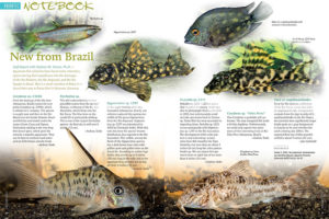 Aquatic Notebook starts off with Stephan M. Tanner's look at new fish imports from Brazil. Also included in this issue are Zebra Corys, Blue-Headed Corys, a look at a large Malawi Cichlid aquarium at a Hamburg school, and a new Neon Goby from the Philippines.