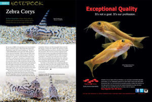 Hans-Georg Evers introduces us to the Zebra Cory, aka. Corydoras sp. "Bonita" / CW 111