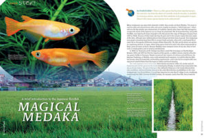 Friedrich Bitter offers a brief introduction to the Japanese Ricefish in "Magical Medaka", our cover feature this issue.