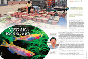 Join Friedrich Bitter as he travels to Japan to visit several successful hobbyist breeders who specialize in Medaka.