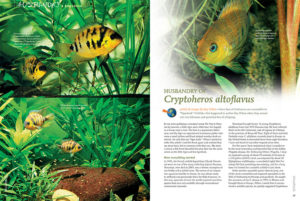 Even fans of livebeares are susceptible to "Tigerduck" Cichlids—this happened to author Kay Urban when they moved into her fishroom and provided lots of offspring. Learn more about the husbandry of Cryptoheros altoflavus in the latest issue of AMAZONAS.