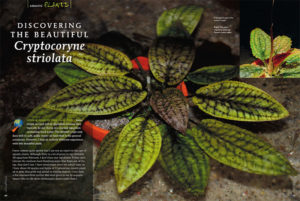 Crytocoryne striolata, the Striped Crypt, only does well in soft, acidic water—at least that is the general consensus. However, Hans-Georg Evers had an entirely different experience with this beautiful plant.