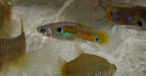 Berkeley Springs, West Virginia Feral Guppies