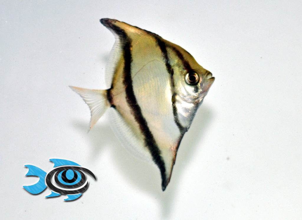 A young captive-bred Mono Sebae, ready for retail sale. Image courtesy FishEye Aquaculture.