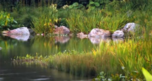 Among many interesting ideas, Hiedi Natura offers and explains this revitalized shoreline at the Chicago Botanic Garden.