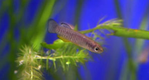 A male of the critically endangered Corfu Killifish, Valencia letourneuxi – image capture from ZSL footage.