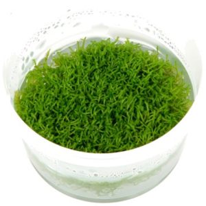 Tropica tissue-cultured Riccia fluitans can be grown submerged or as a floating plant to offer protection to young fish. Image Credit: Tropica