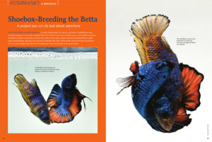 Shoebox-Breeding the Betta, opening spread from the January/February 2016 issue of AMAZONAS Magazine - Winning BETTAS