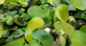 Water Hyacinth, Eichhornia crassipes, is a great example of a pond plant that has become an invasive problem across the globe.