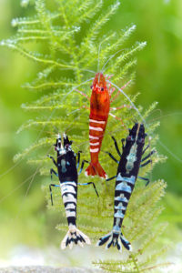 What were once nondescript wild freshwater shrimps, Bee Shrimps are now available in a dazzling array of color variations and strains due to the efforts of breeders.