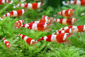 Captive strains of the Bee Shrimp, Caridina cantonensis, are highly popular, and breeding for the best is quite competitive. Do you have what it takes to win this year? Image courtesy WPA
