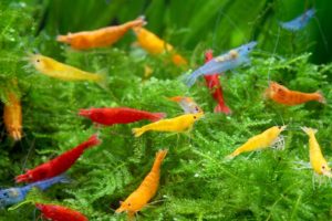 Various strains of the Cherry Shrimp, Neocaridina davidi, are a fitting example of the types of entries you may see at the 1st International Shrimp Competition slated for November in Chicago, IL. Image courtesy WPA
