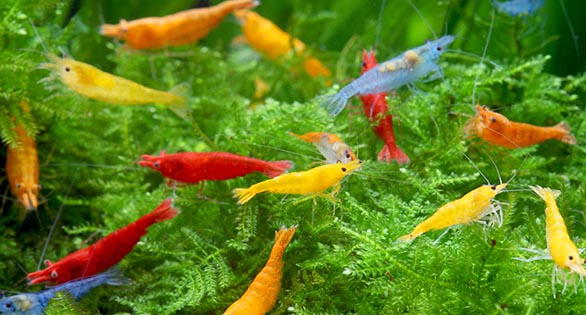 International Shrimp Competition Announced