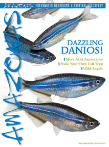 It's in the mail: cover of AMAZONAS Magazine, Volume 5, Number 6. On the cover: Danio sp. "Hikari". Images by Hans-Georg Evers.
