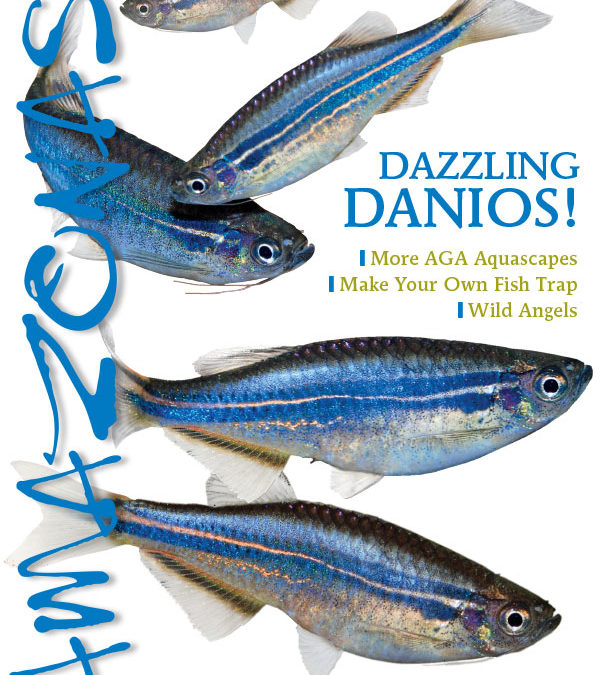 AMAZONAS “Dazzling DANIOS” Issue: Inside Look